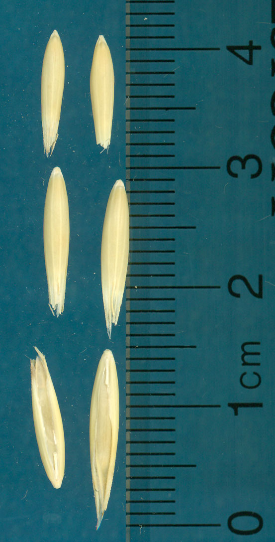 KERNELS
