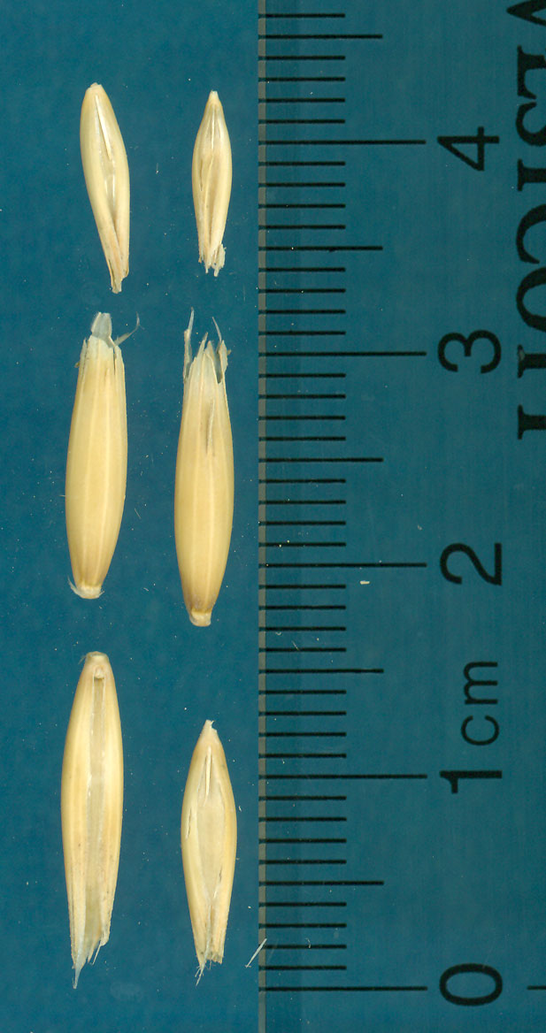 KERNELS