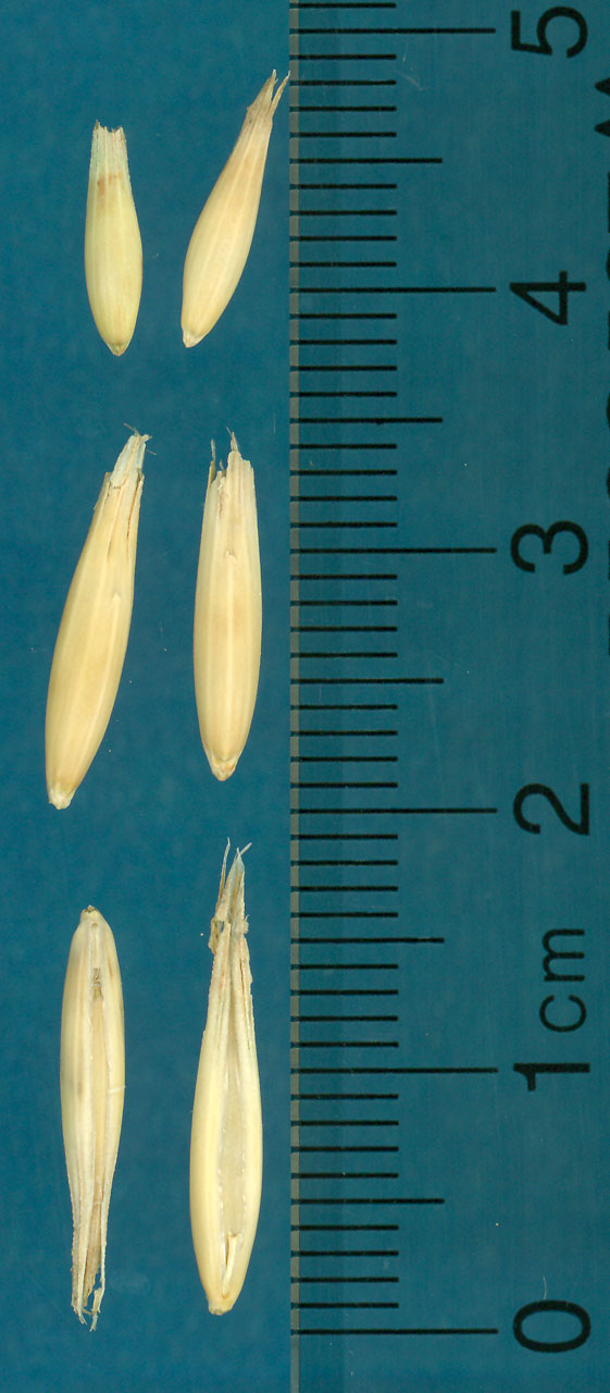KERNELS