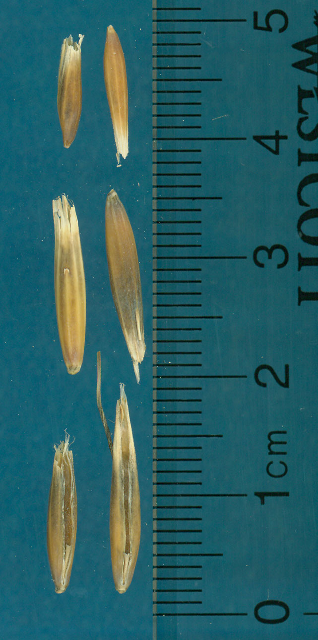 KERNELS