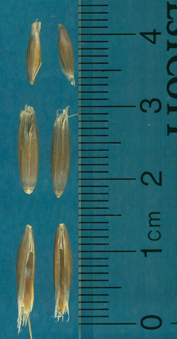 KERNELS