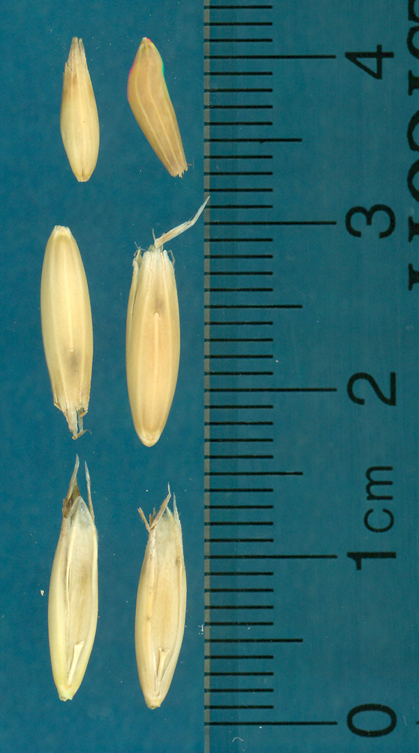 KERNELS