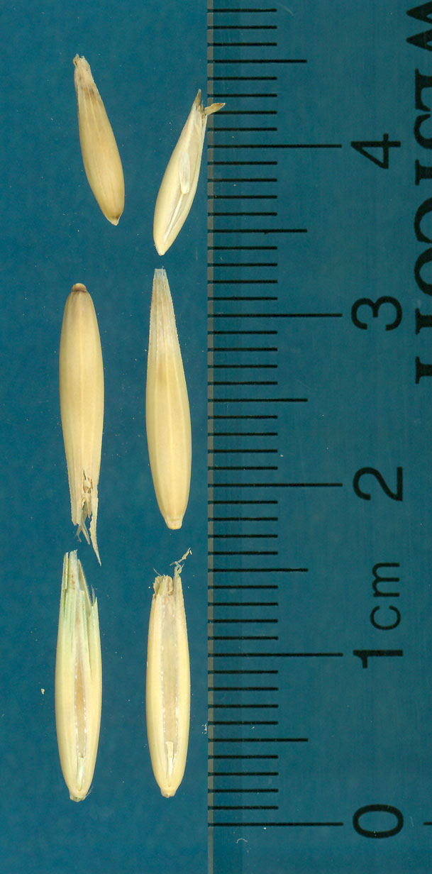 KERNELS