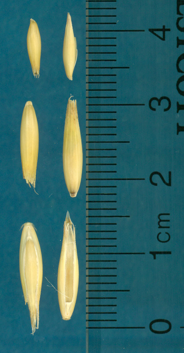 KERNELS