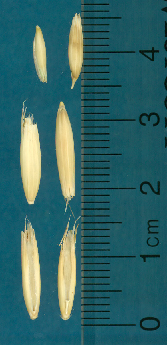 KERNELS