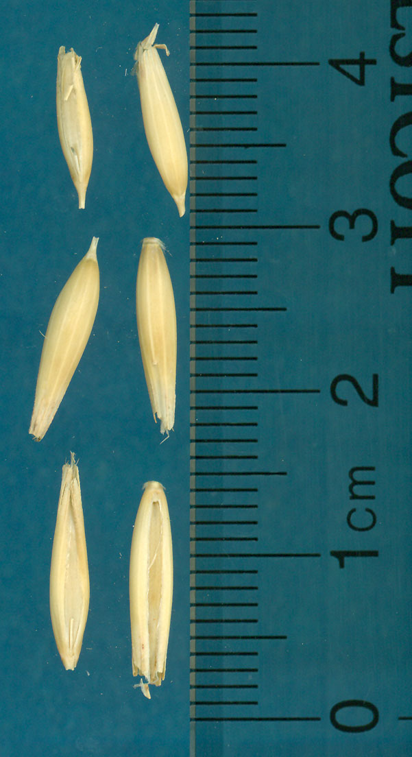 KERNELS