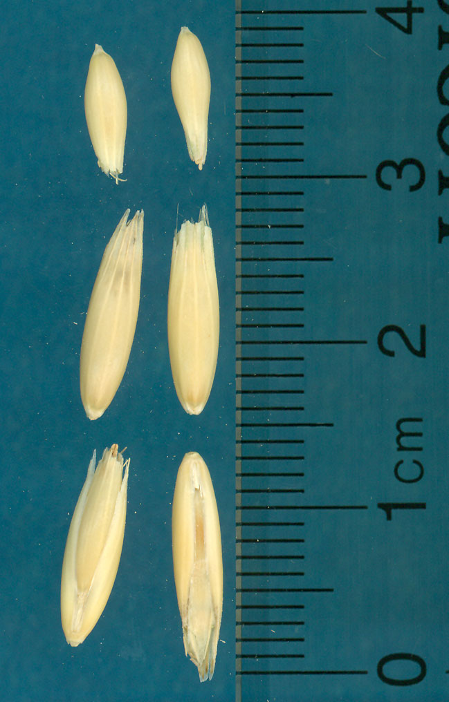 KERNELS