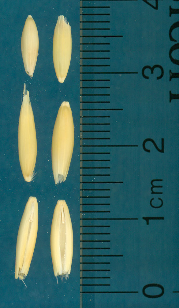 KERNELS