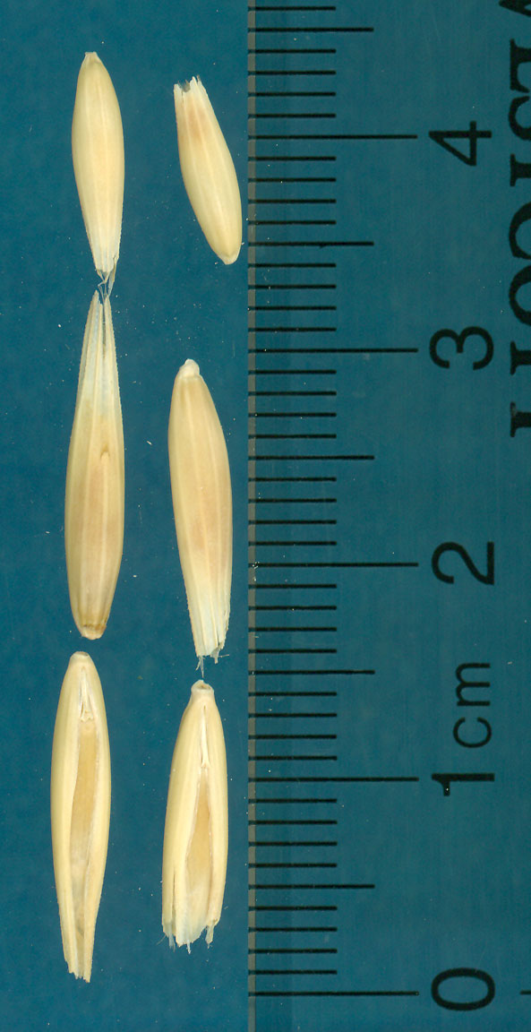 KERNELS