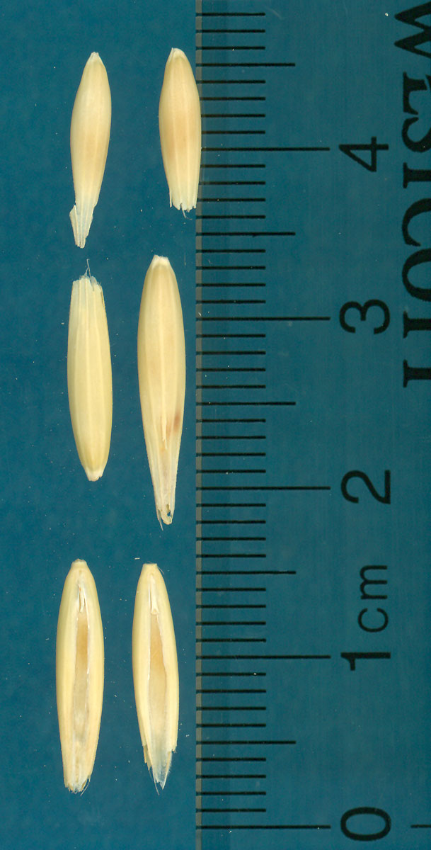 KERNELS