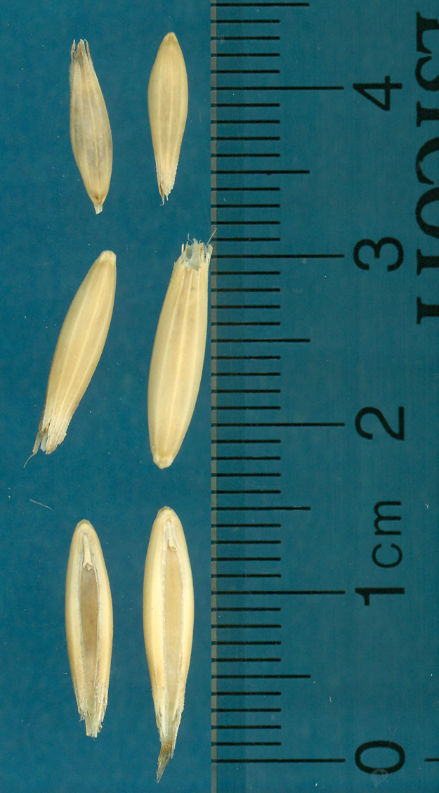 KERNELS