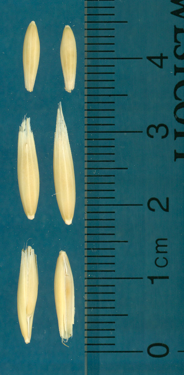 KERNELS