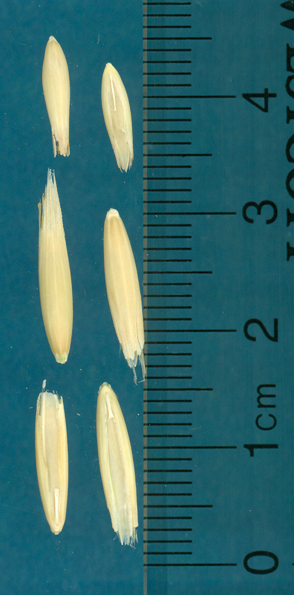 KERNELS