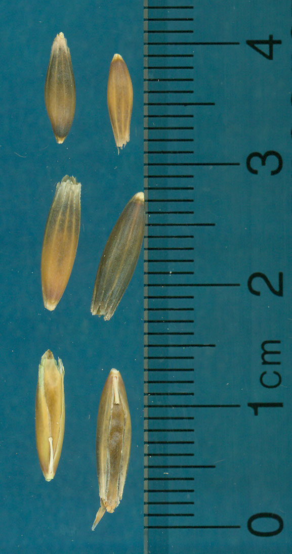 KERNELS