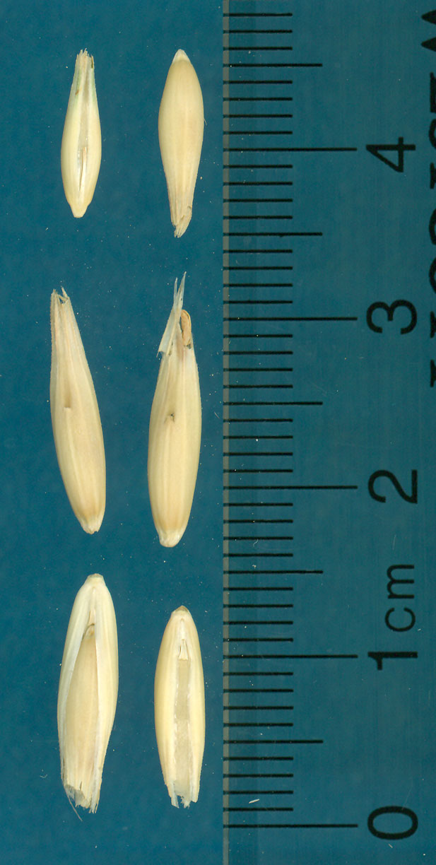 KERNELS