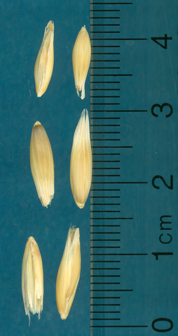 KERNELS