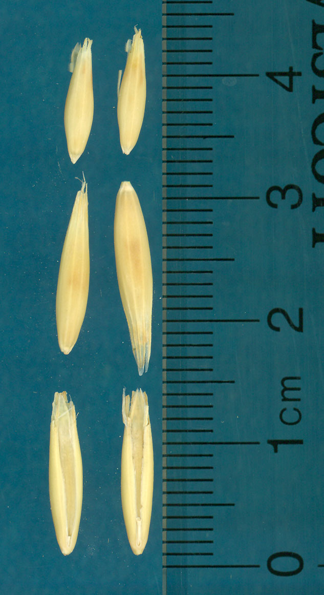 KERNELS
