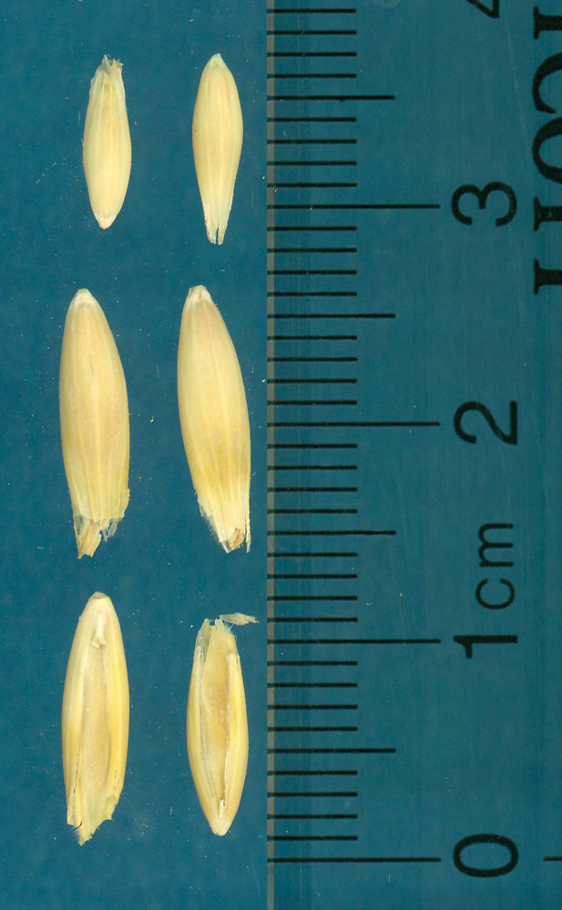 KERNELS