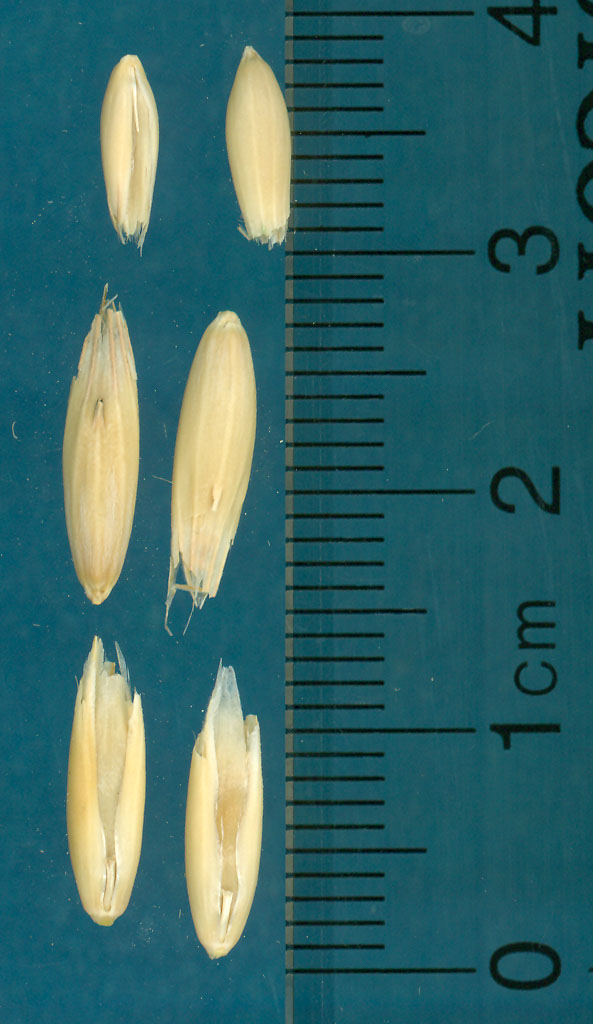 KERNELS