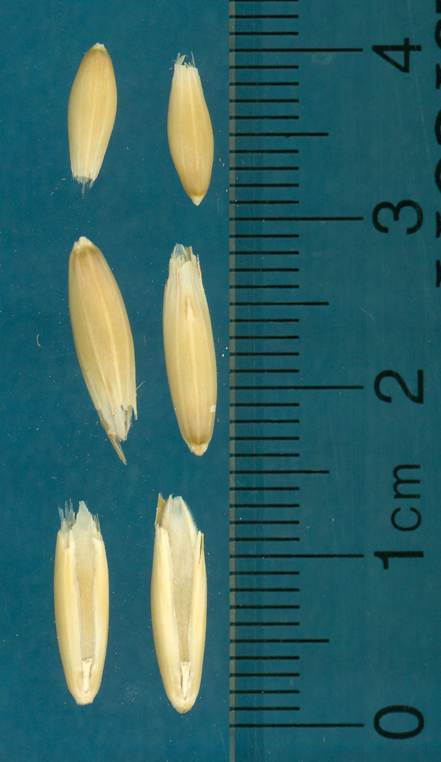 KERNELS