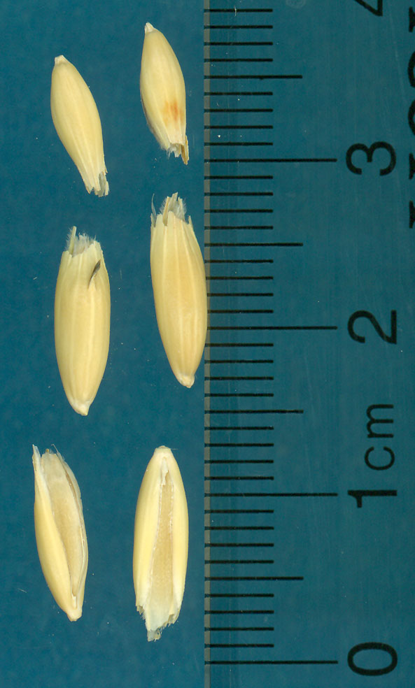 KERNELS
