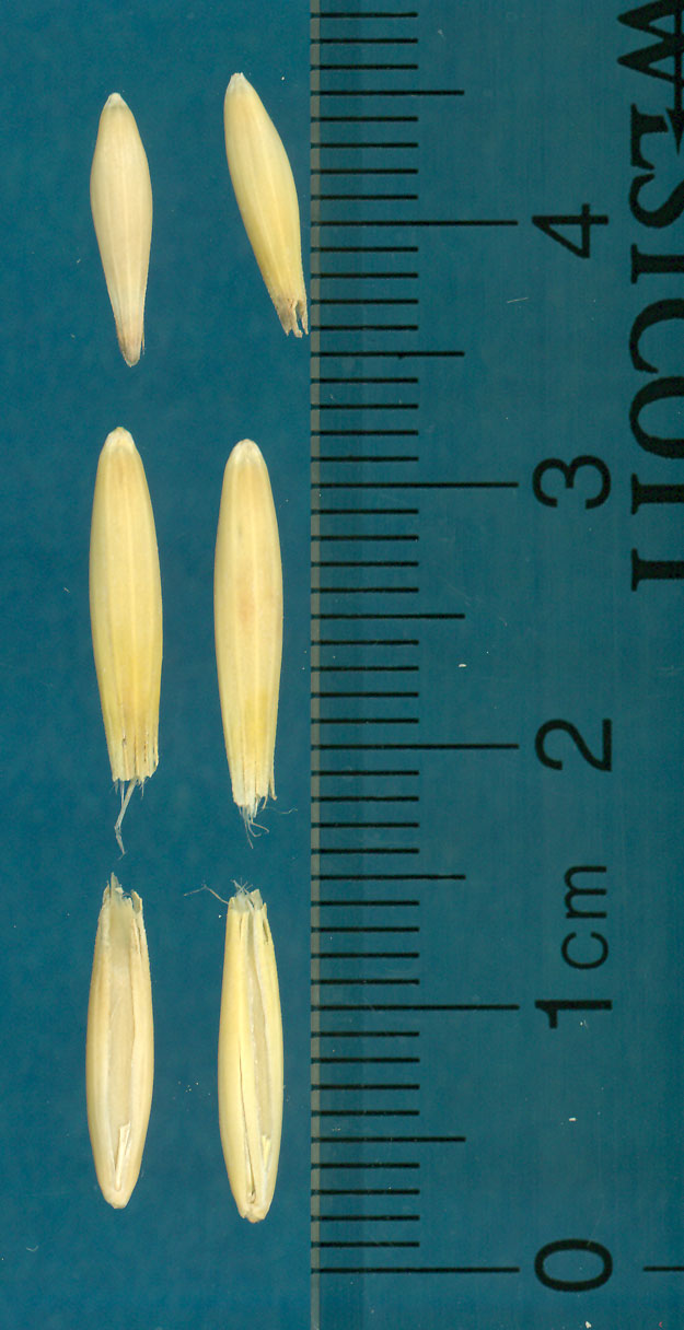 KERNELS