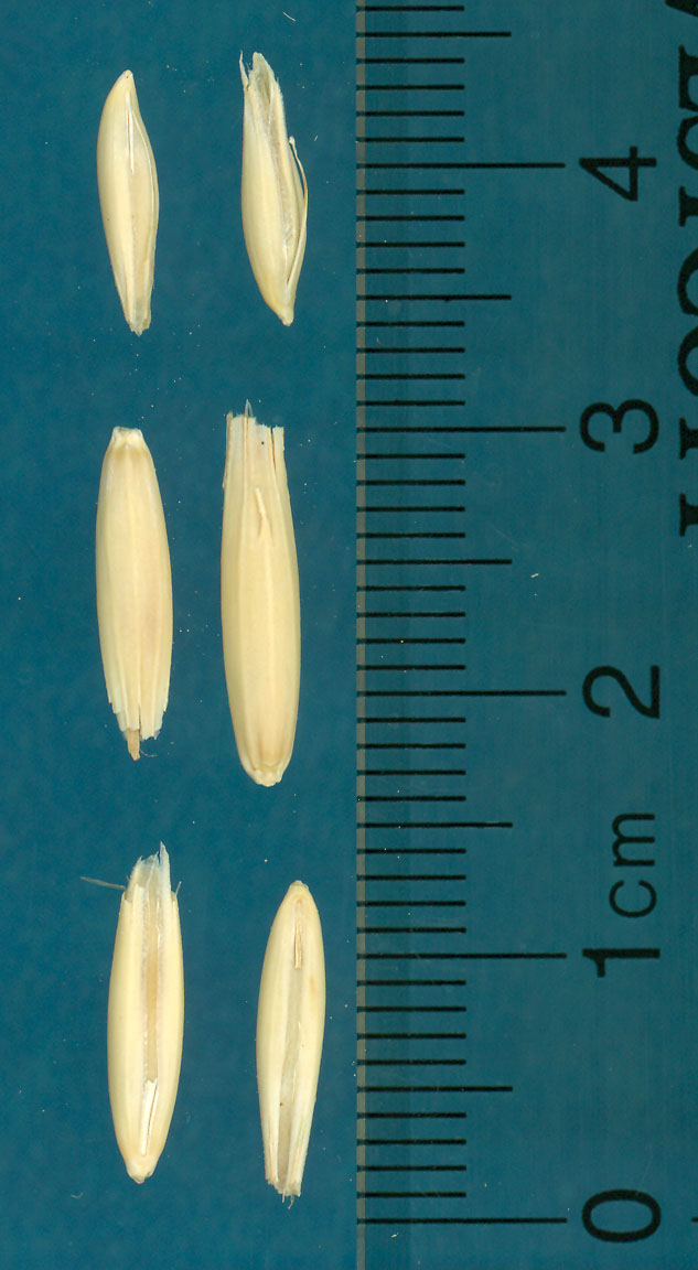 KERNELS