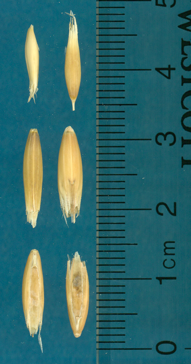 KERNELS