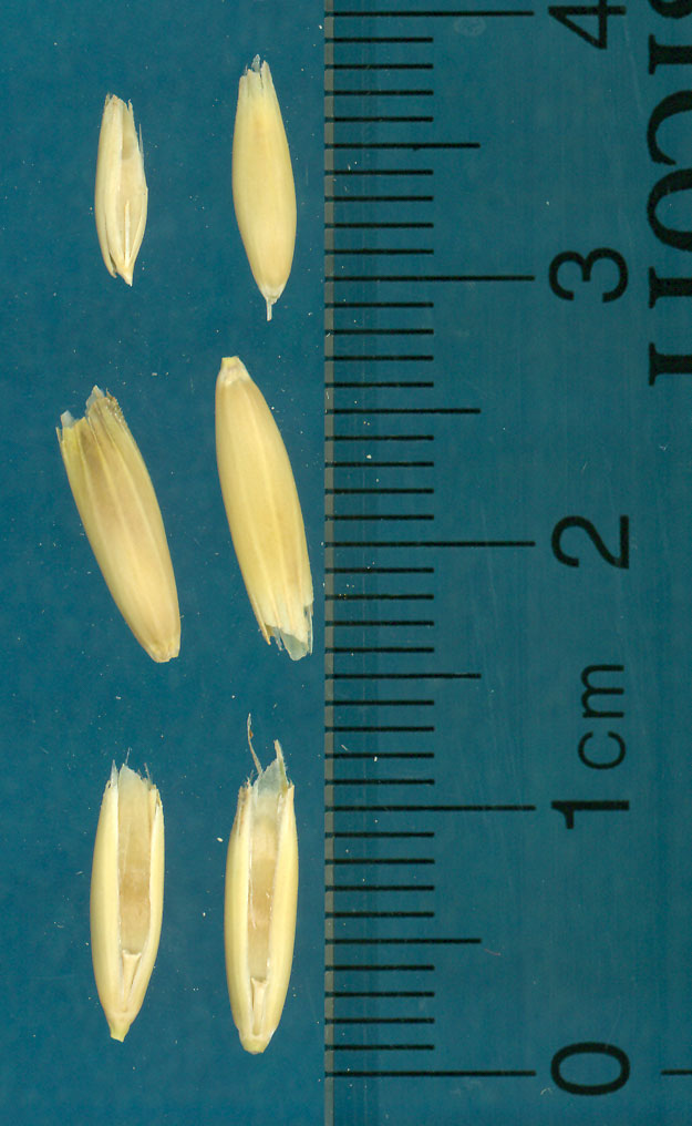 Click for 2 image(s) for this accession. KERNELS