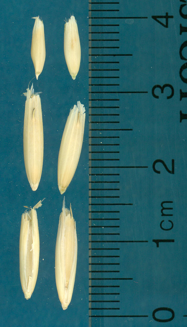 Click for 2 image(s) for this accession. KERNELS