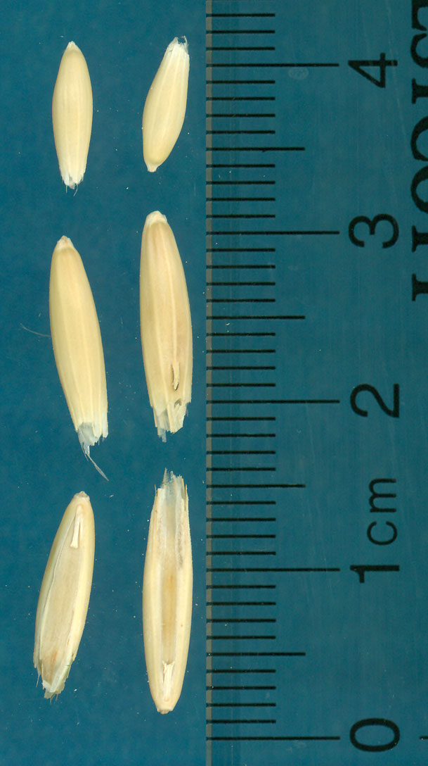 Click for 2 image(s) for this accession. KERNELS