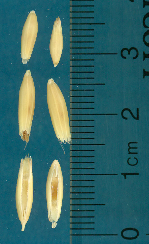 Click for 2 image(s) for this accession. KERNELS