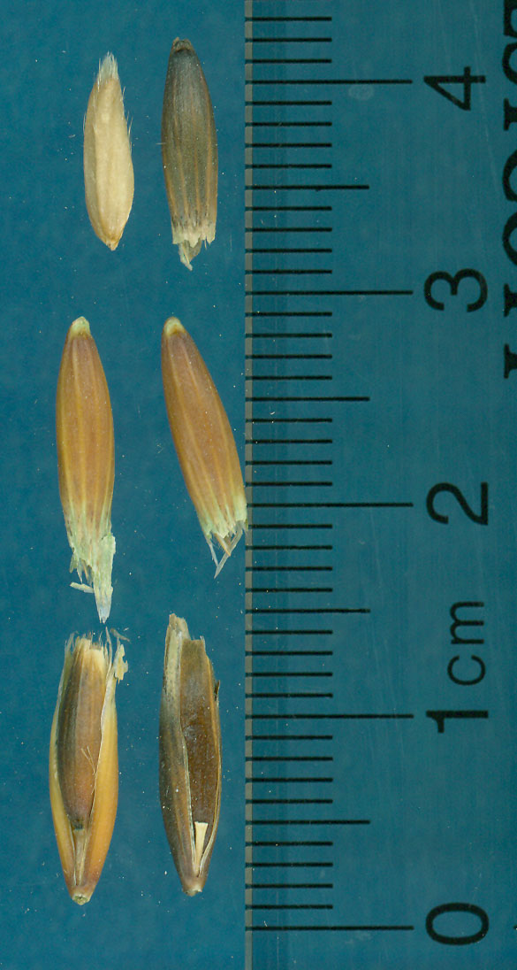 Click for 2 image(s) for this accession. KERNELS