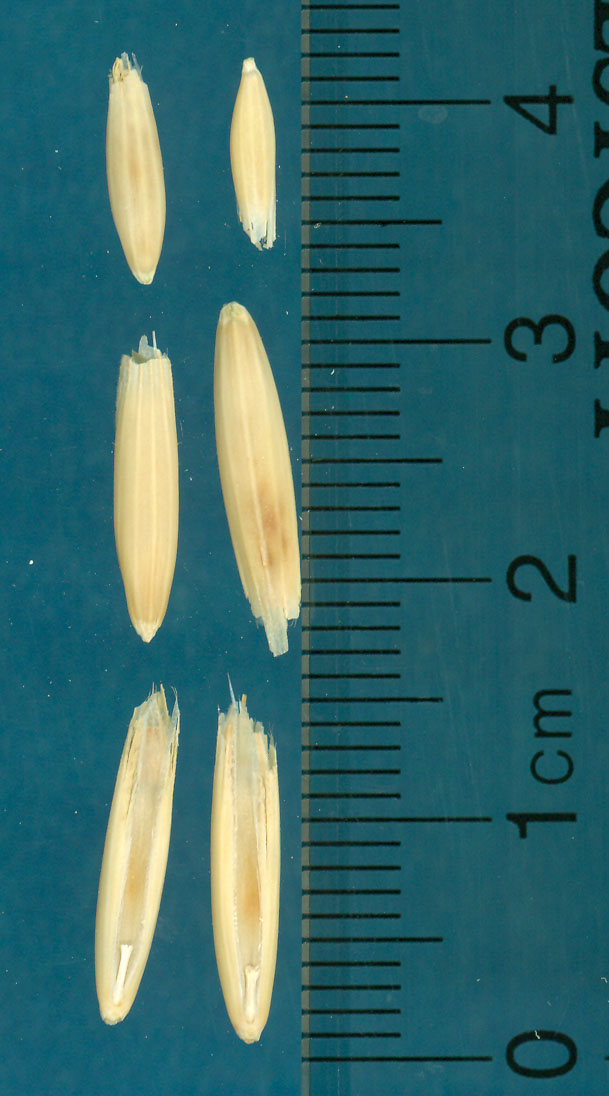 Click for 2 image(s) for this accession. KERNELS