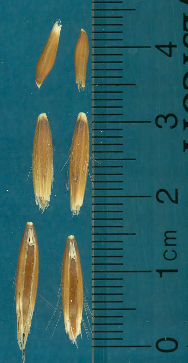 Click for 2 image(s) for this accession. KERNELS