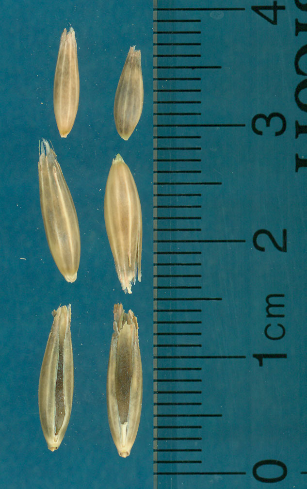 KERNELS