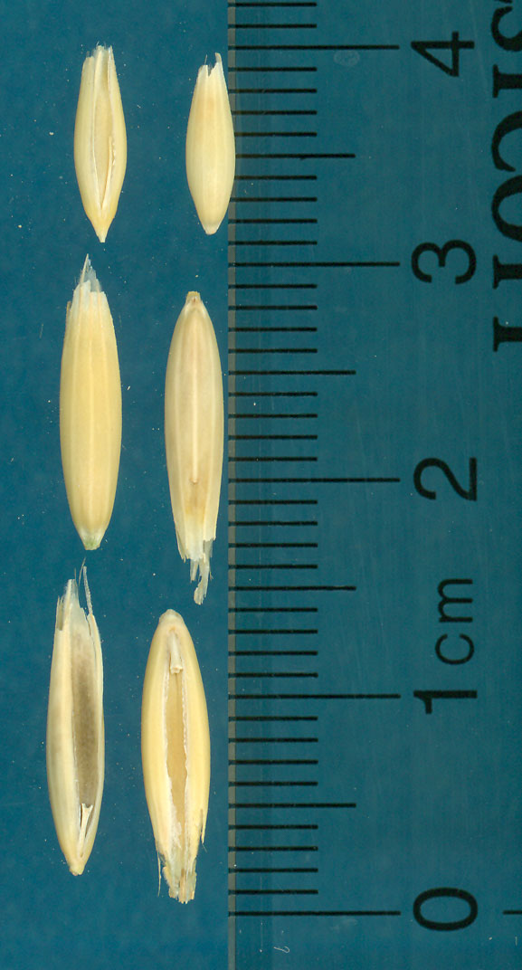 KERNELS