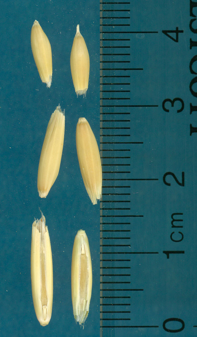Click for 2 image(s) for this accession. KERNELS