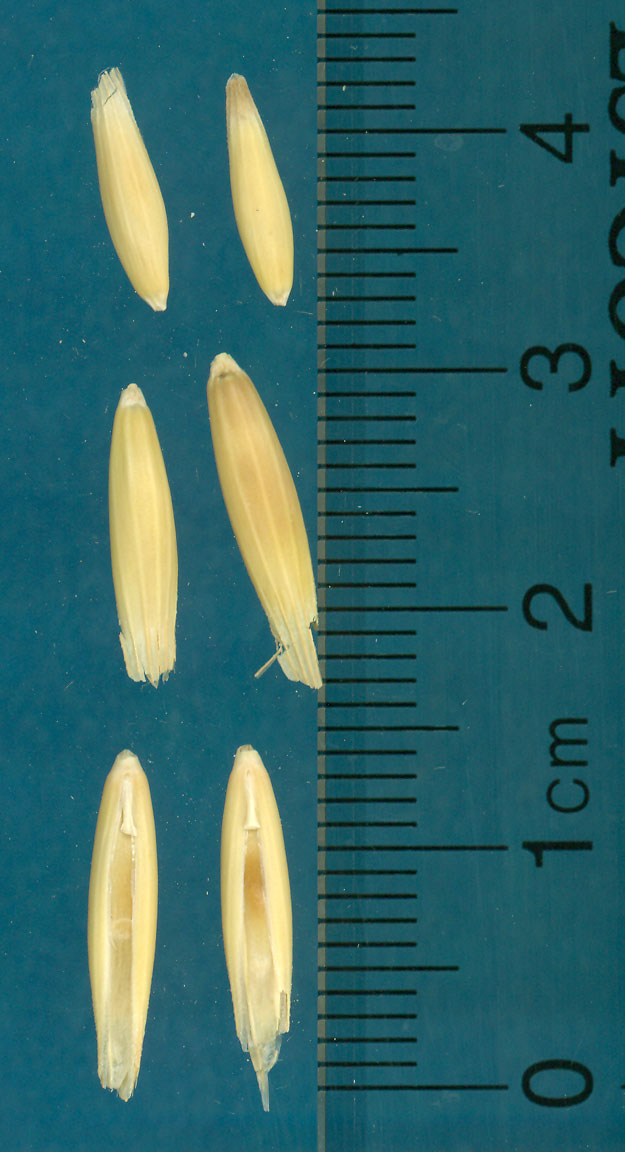 Click for 1 image(s) for this accession. KERNELS