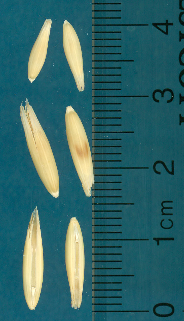 Click for 2 image(s) for this accession. KERNELS
