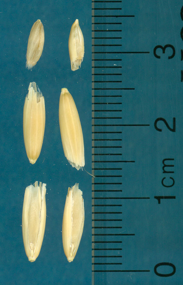 KERNELS