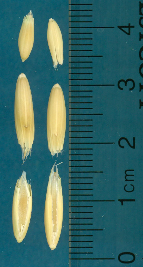 KERNELS