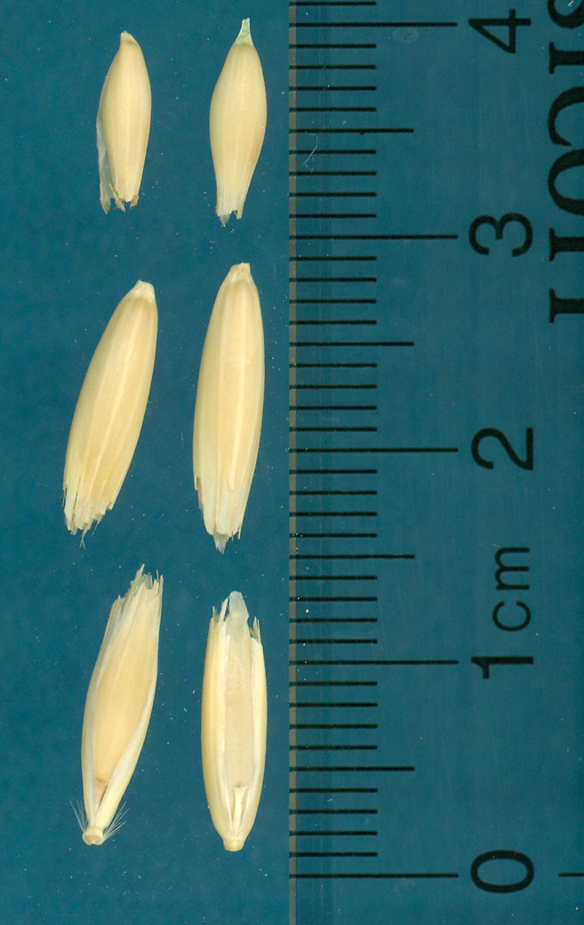 KERNELS