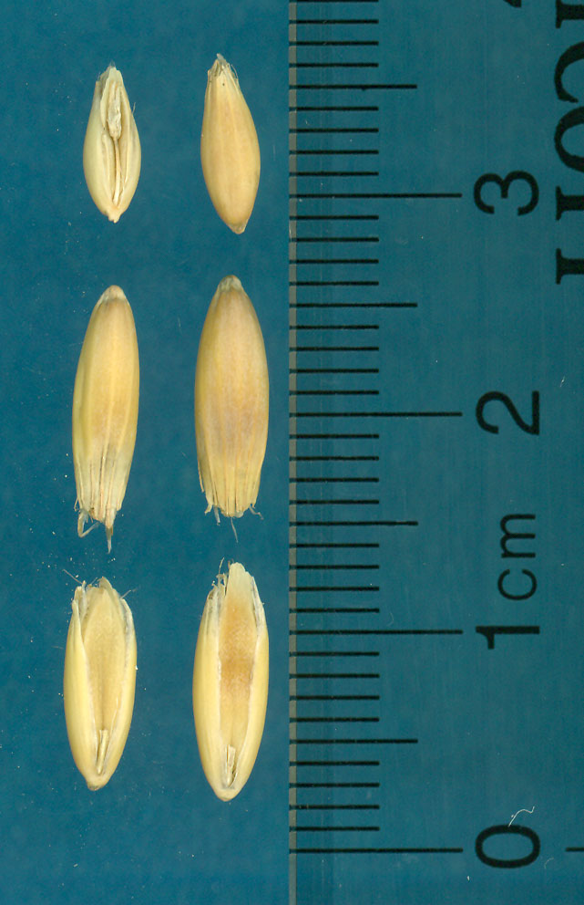 KERNELS