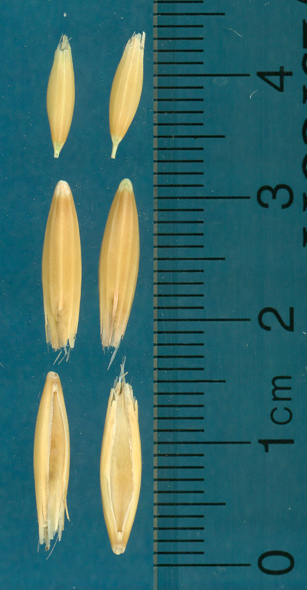 KERNELS