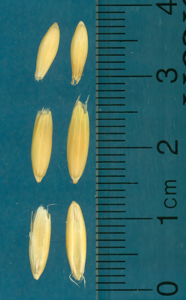 KERNELS