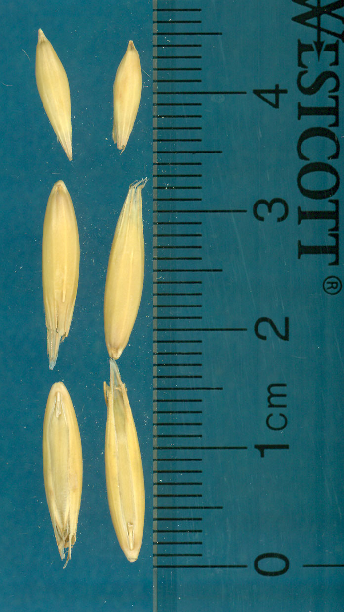 KERNELS