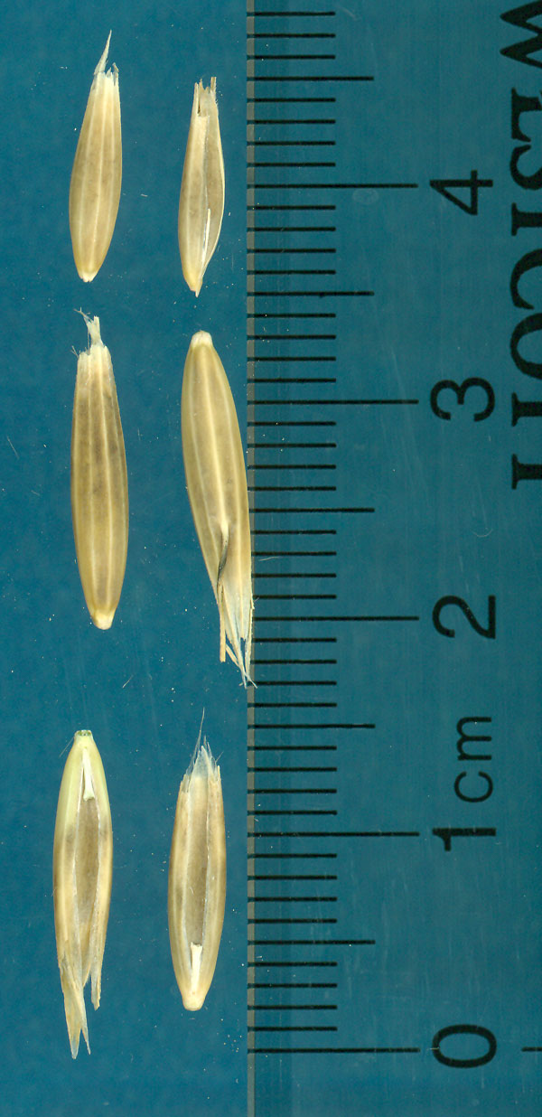 KERNELS