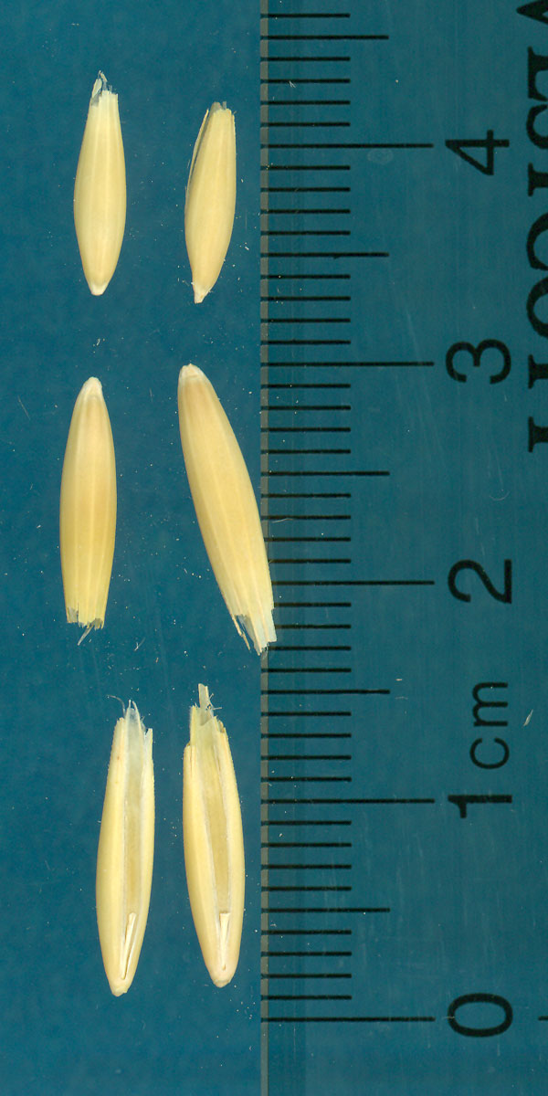KERNELS