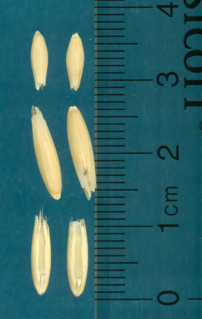 KERNELS